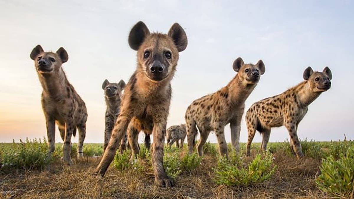 World's Sneakiest Animals