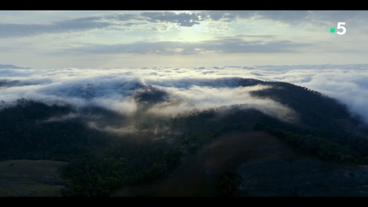 Ivohiboro: La Forêt Oubliée
