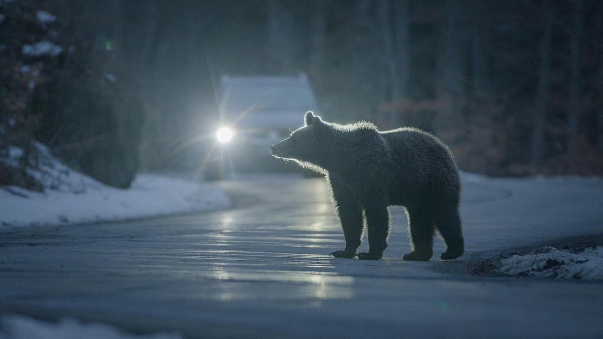 Bärenalarm in Transsilvanien