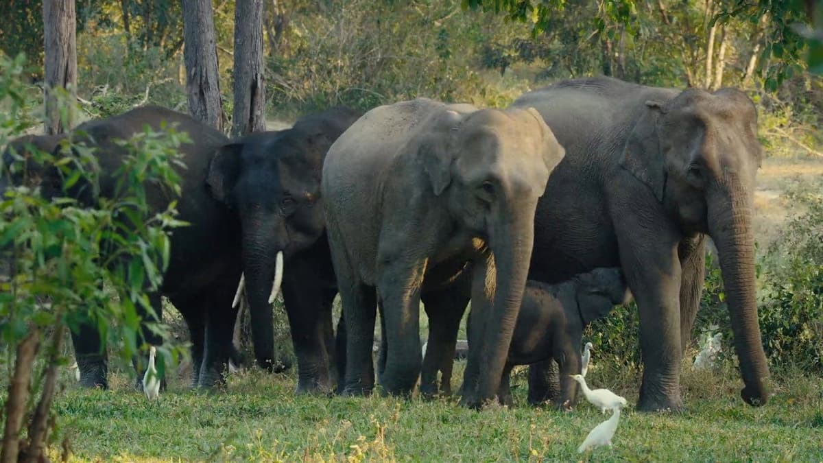 Kui Buri: Thailand's Hidden Eden