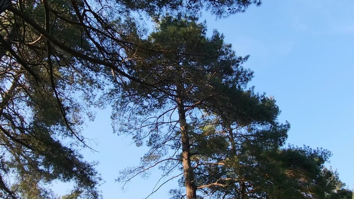 When I'm gone I'd like to be a part of the trees feeling the breeze while the birds freely sing