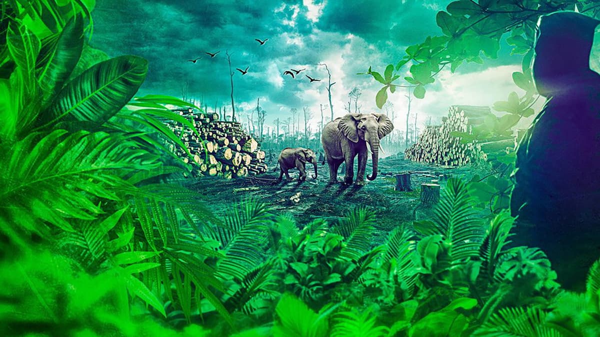 Gabon: Wildlife Warriors
