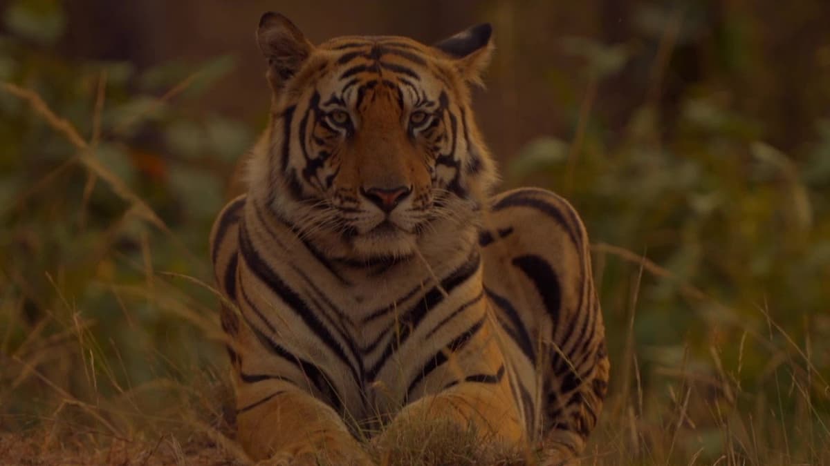 Sundarbans, le dernier royaume du tigre