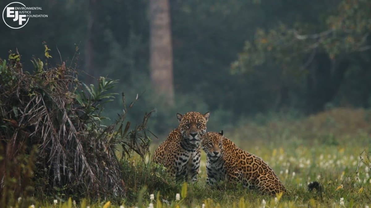 Pantanal