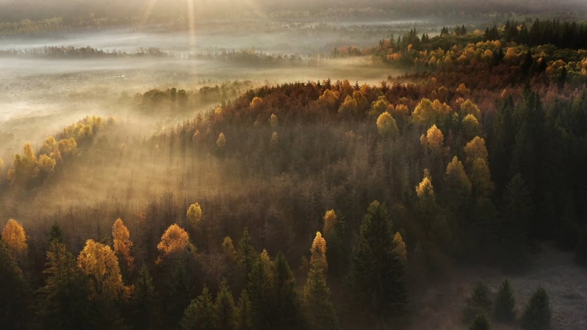 România Sălbatică