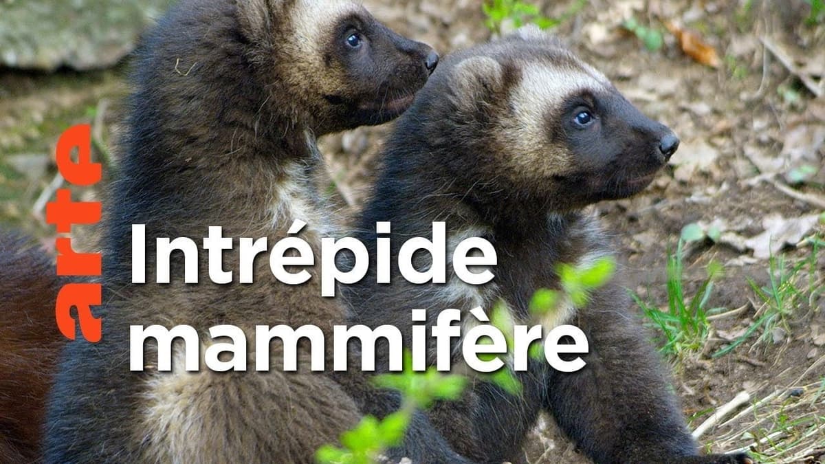 Le glouton, féroce prédateur du Nord