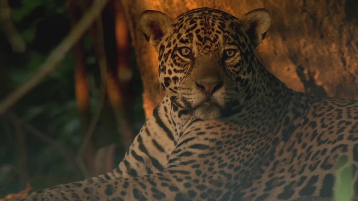 Les jaguars du Pantanal