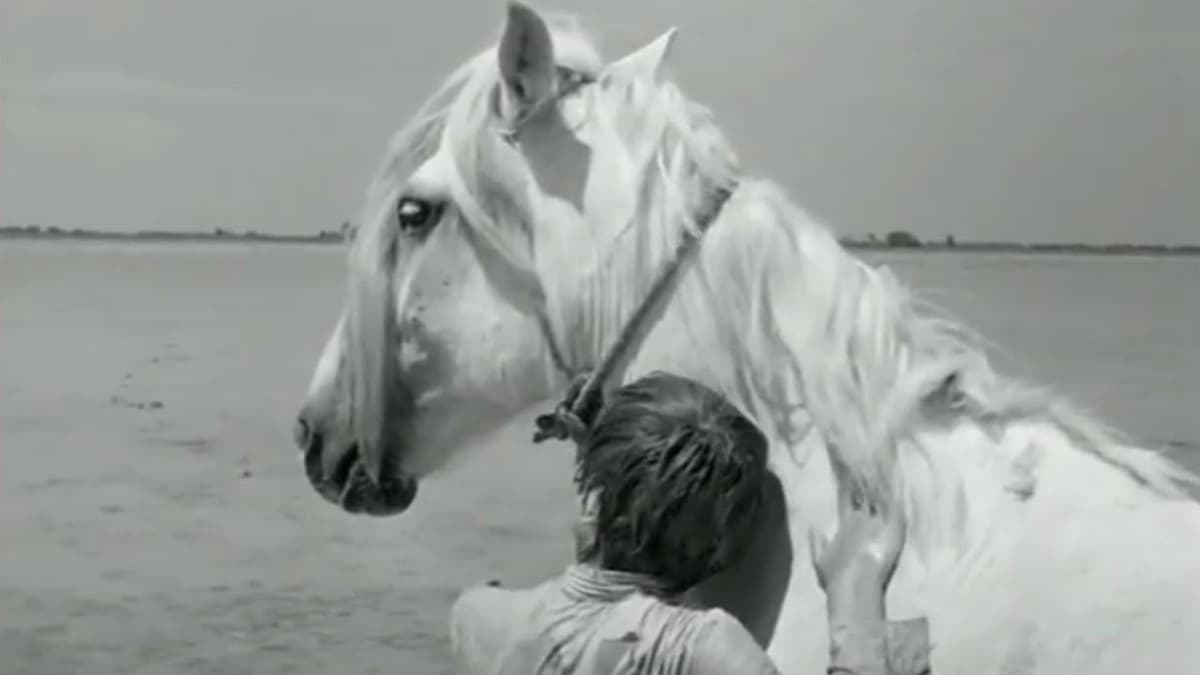 Crin Blanc : Le Cheval sauvage