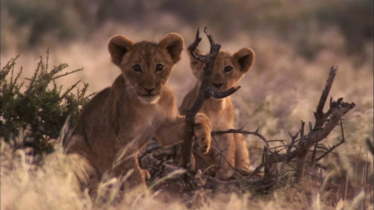 Desert Lions