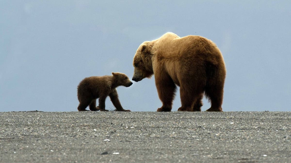 Great Bear Stakeout