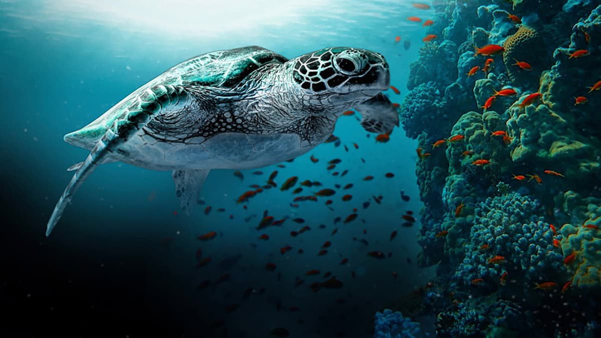 Stora barriärrevet: En levande skattgömma