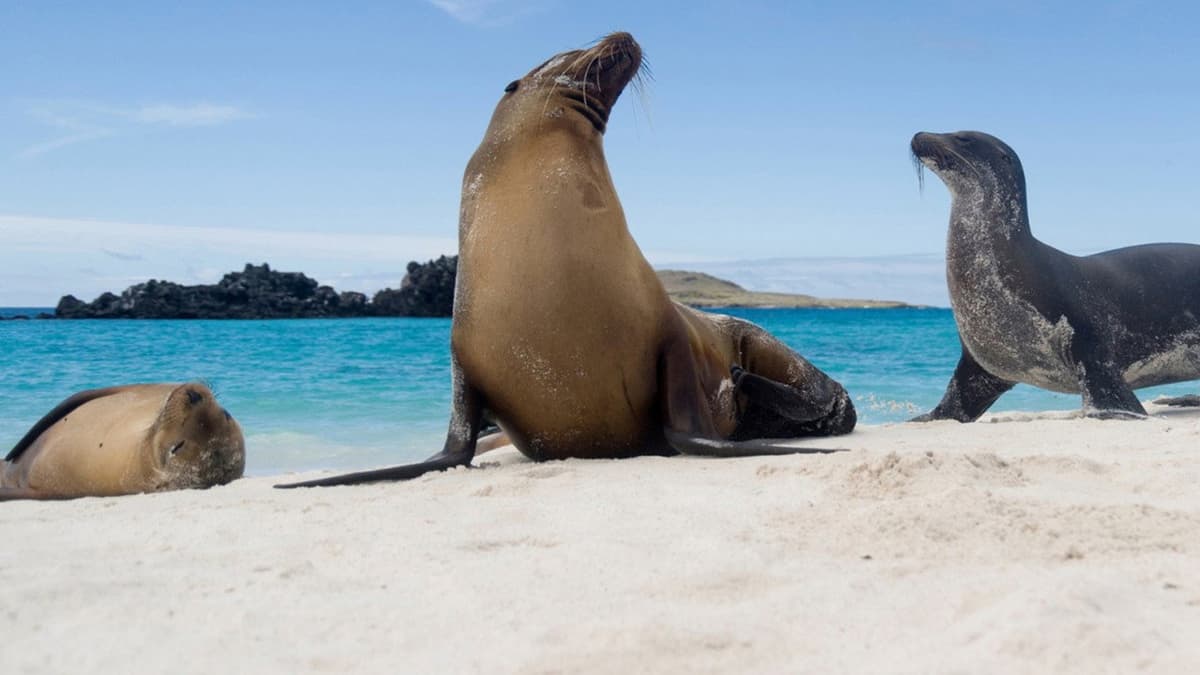 Galapagos