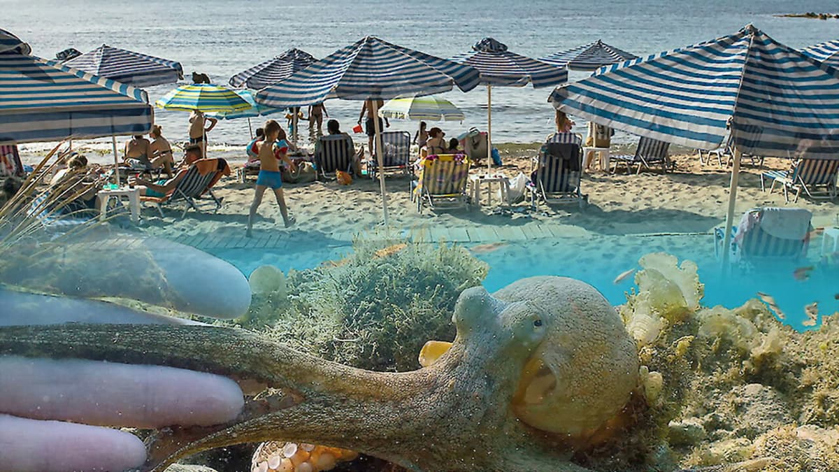 Der Strand: Tierisches aus dem Ferienparadies
