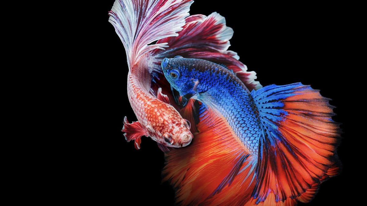 Det märkligaste - Asiens märkligaste