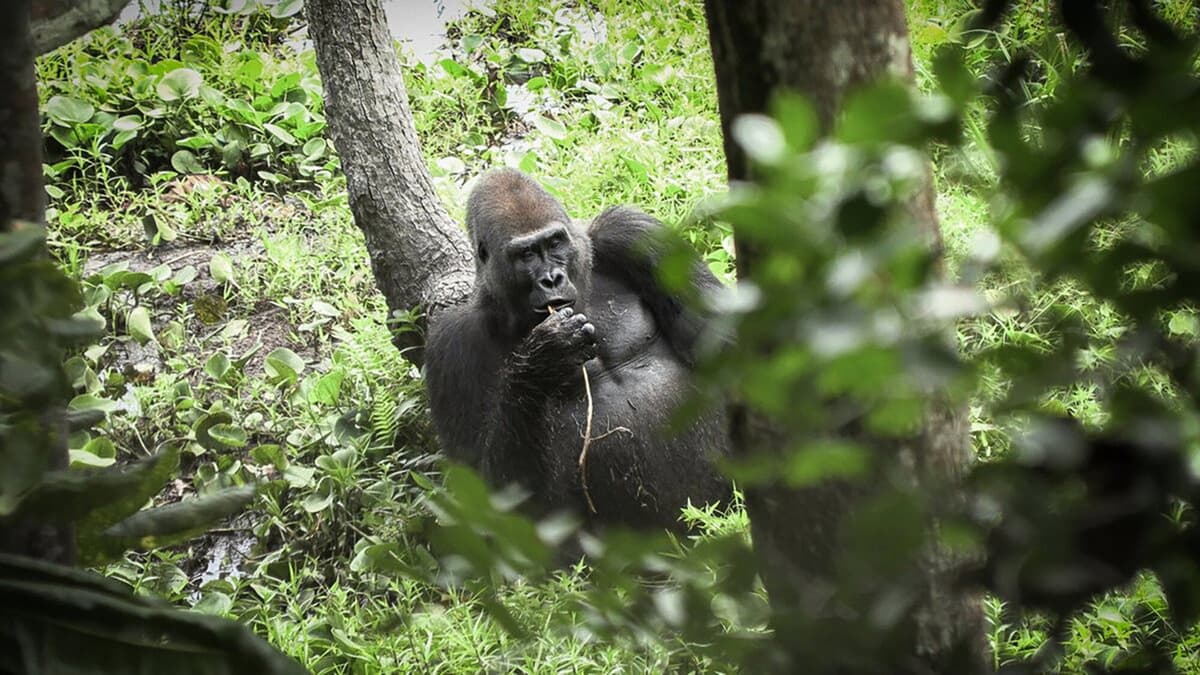 Bland Gabons gorillor - Kampen för skogen