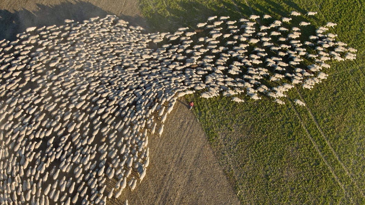 Wild & Wool