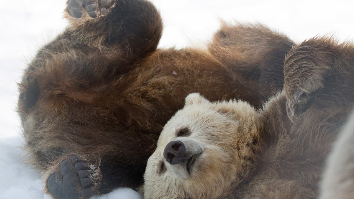 Winter of the Bear