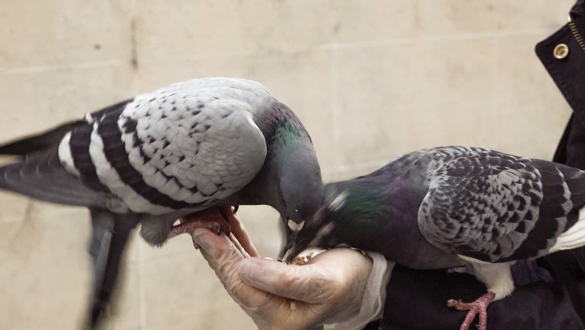 Le pigeon