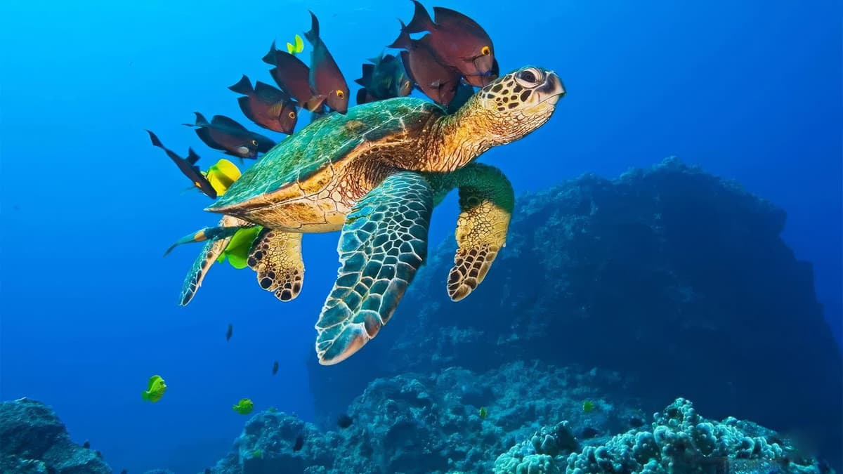 OceanWorld 3D