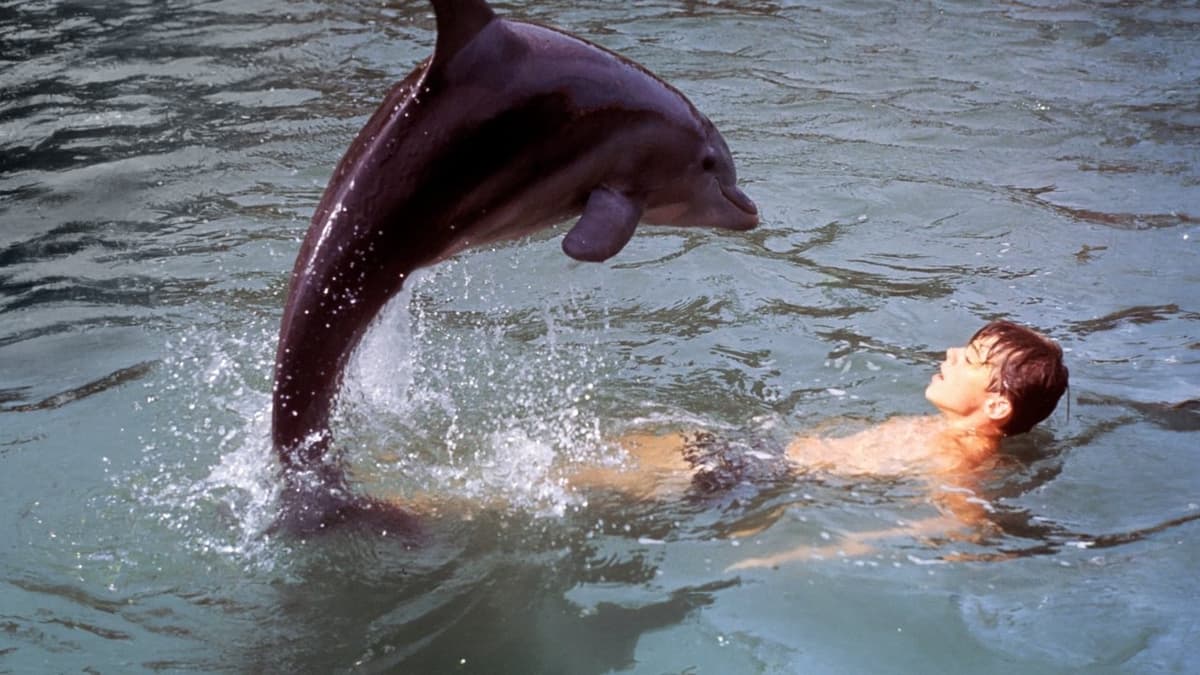 Flipper och piraterna