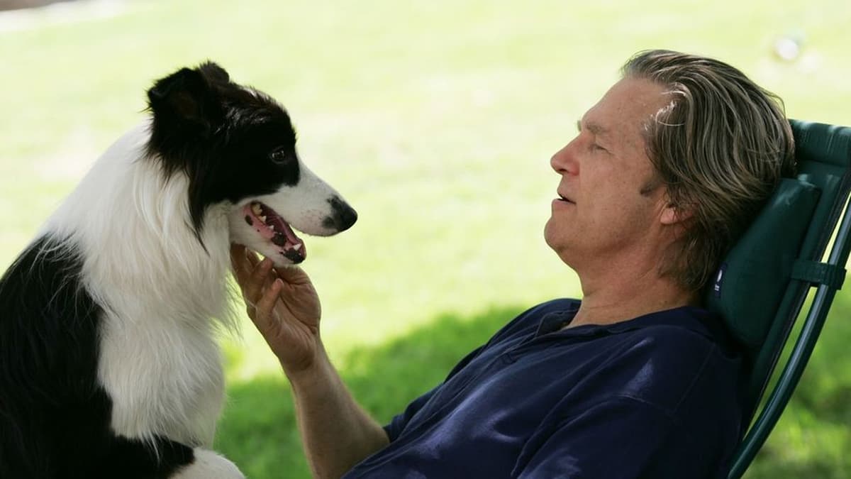 Hundår