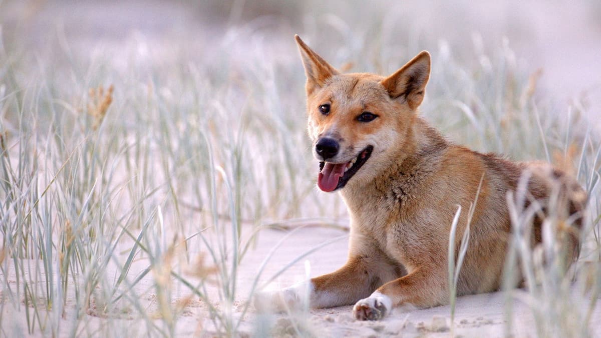 Fantastiska Australien