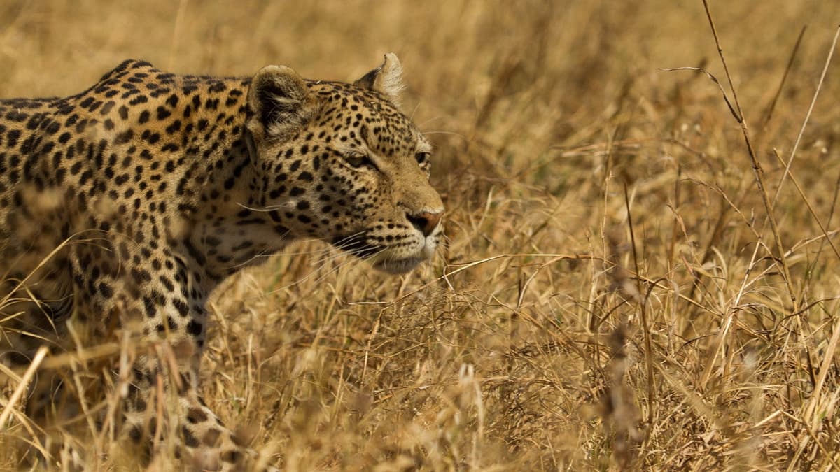 Leopard and hyena - en märklig allians