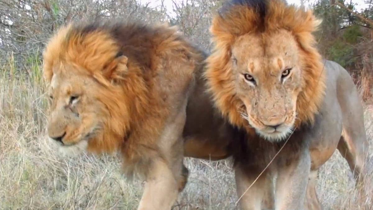 Cecil: En kungs arv