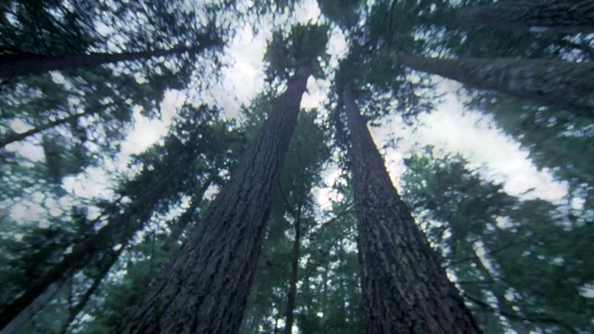 Another Side of the Forest