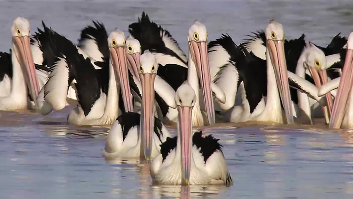 Det vilda Australiens pelikaner - En mödosam resa till Australiens inland