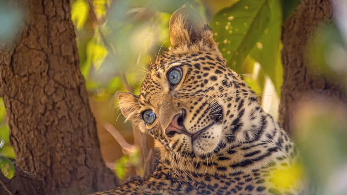 Olimba, Königin der Leoparden