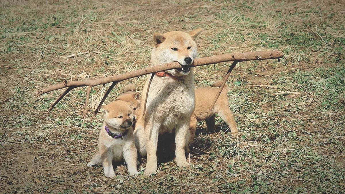 マリと子犬の物語