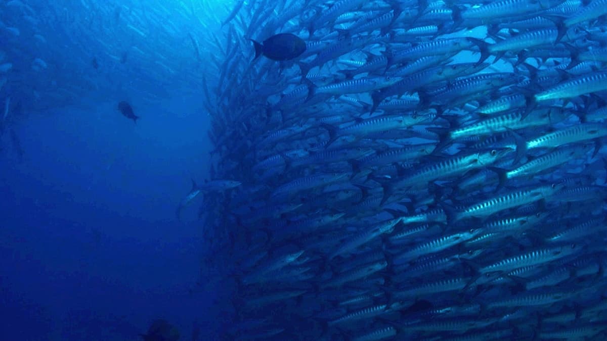 The Magic of the Big Blue. Seven Continents
