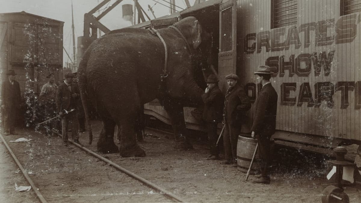 La Tragique Histoire de Fritz l'éléphant