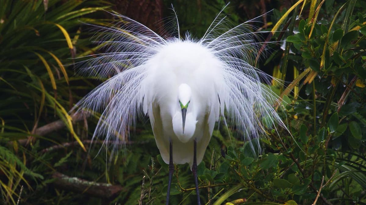 Wildest New Zealand
