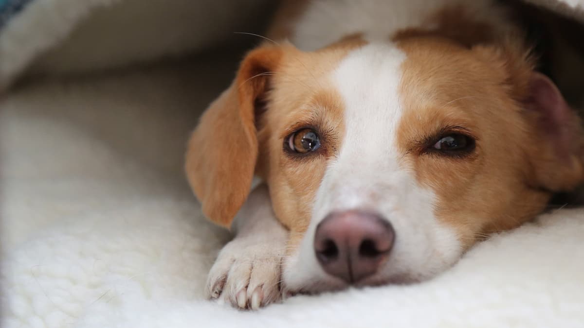 Can Dogs Talk?