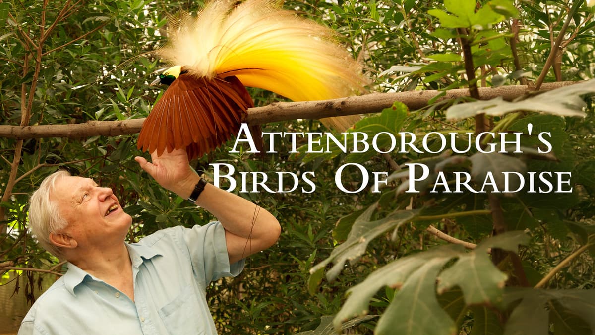 Birds of Paradise