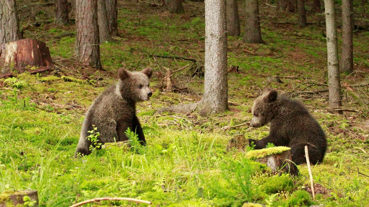 Beary Tales