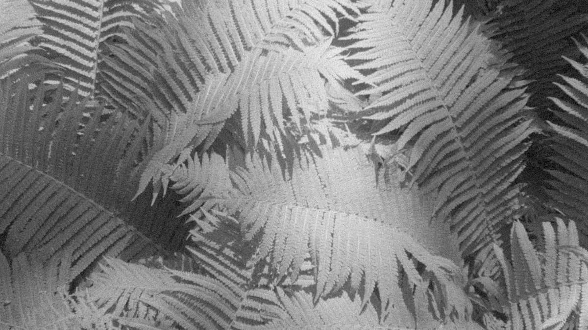 Materia vibrante
