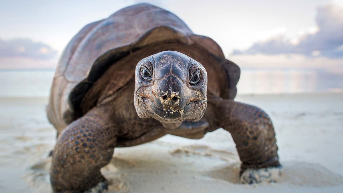 Världens natur: En perfekt planet