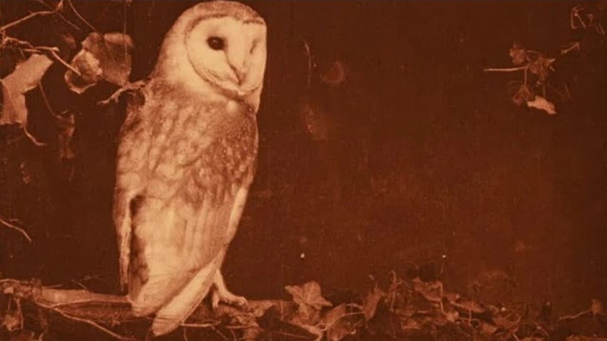 Les oiseaux chez eux