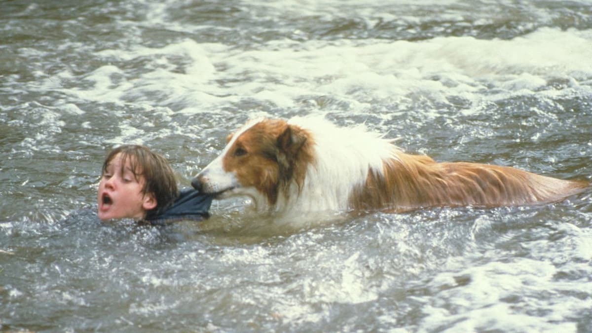 Lassie - Bästa vänner för alltid