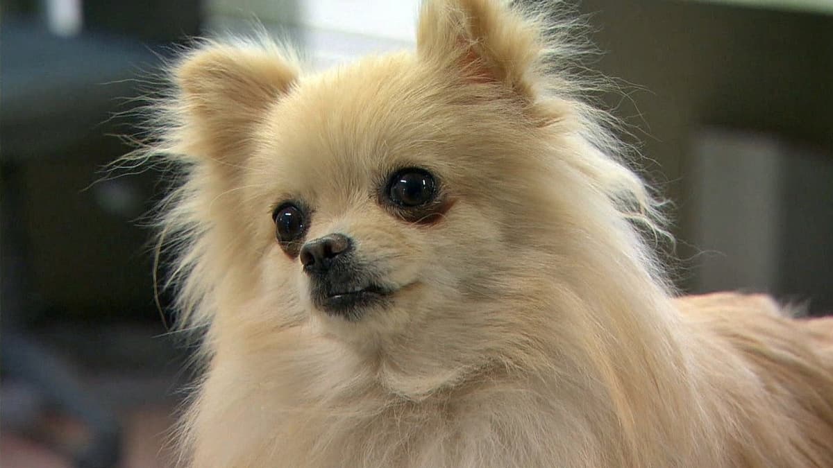 犬を飼うということ ～スカイと我が家の180日～
