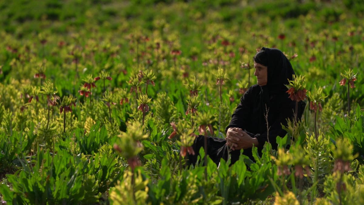 مرثیه ای برای ایل