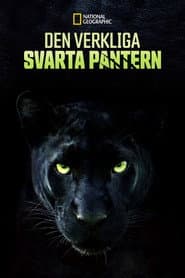 Den verkliga svarta pantern