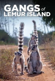 Lemurernas ö