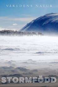 Stormfödd