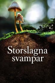 Storslagna svampar