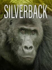 Möte med silverryggen