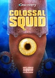Colossal Squid